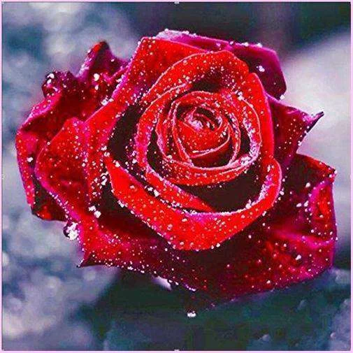 Morning dew on a red rose-BlingPainting-Customized Products Make Great Gifts