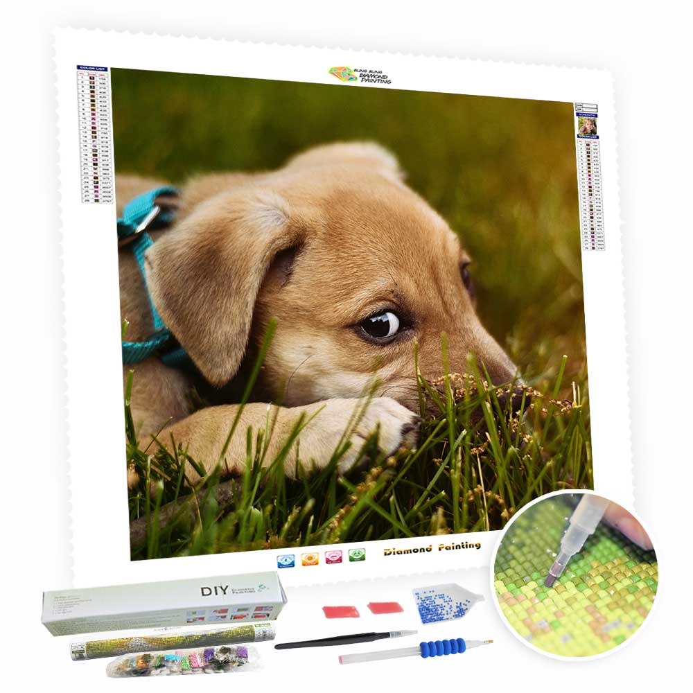Turn Photos Into Diamond Art Painting - For Your Pet, Best Gifts for Grandparents-BlingPainting-Customized Products Make Great Gifts