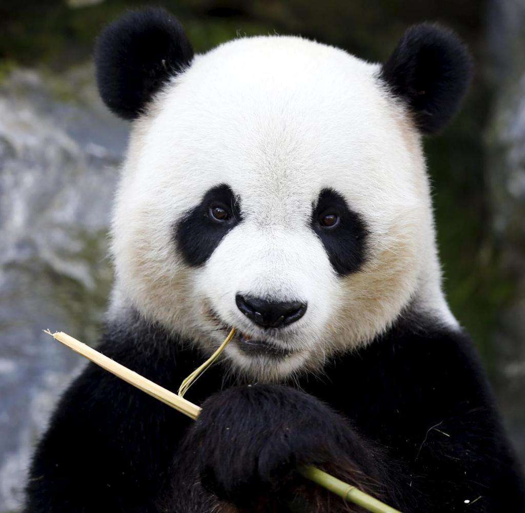 Cool panda-BlingPainting-Customized Products Make Great Gifts